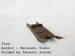 alt : Photo Origami Sled, Author : Katsushi Nosho, Folded by Tatsuto Suzuki